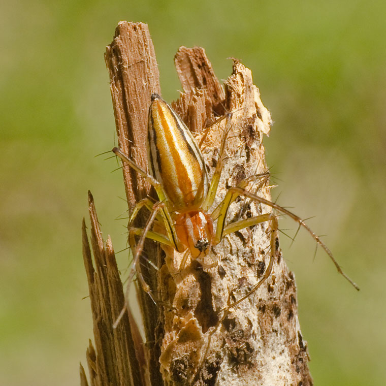 Oxyopes quadrifasciatus