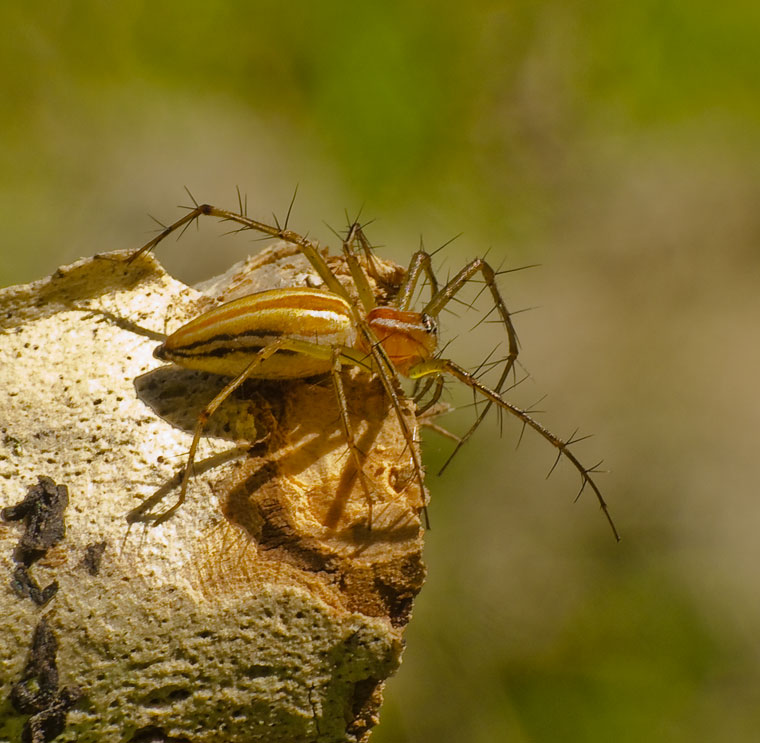 Oxyopes quadrifasciatus