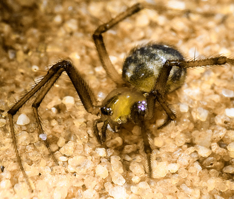 Nesticodes rufipes