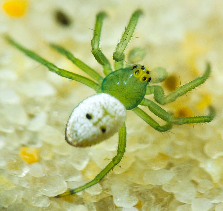 Araneus transversus