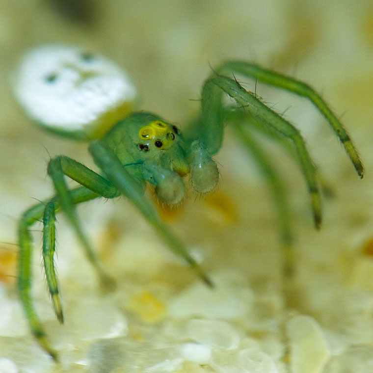 Araneus transversus