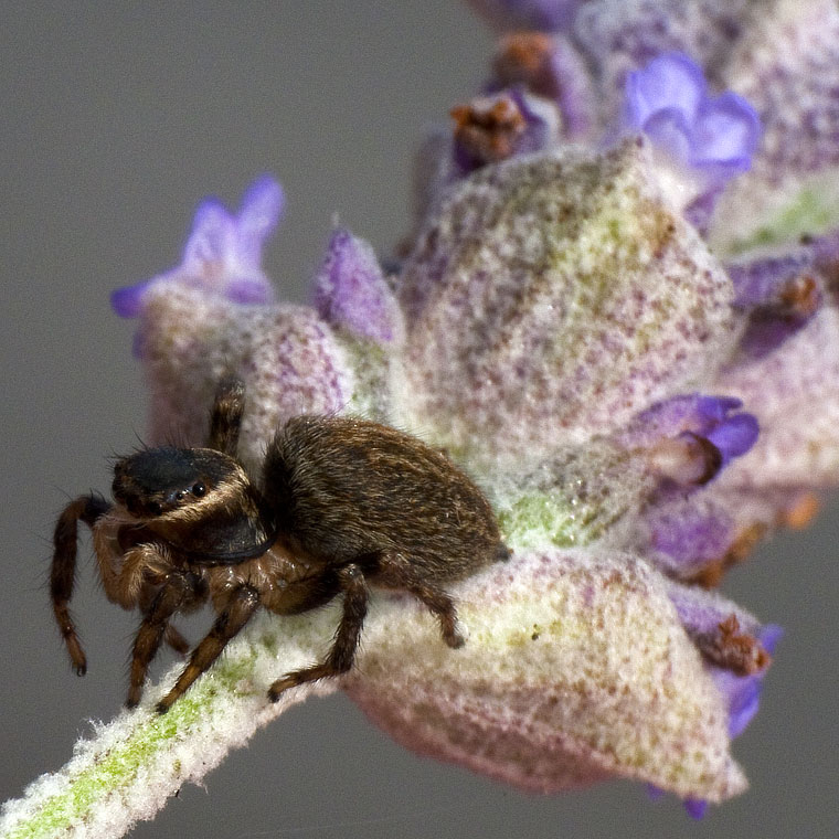 Hypoblemum albovittatum