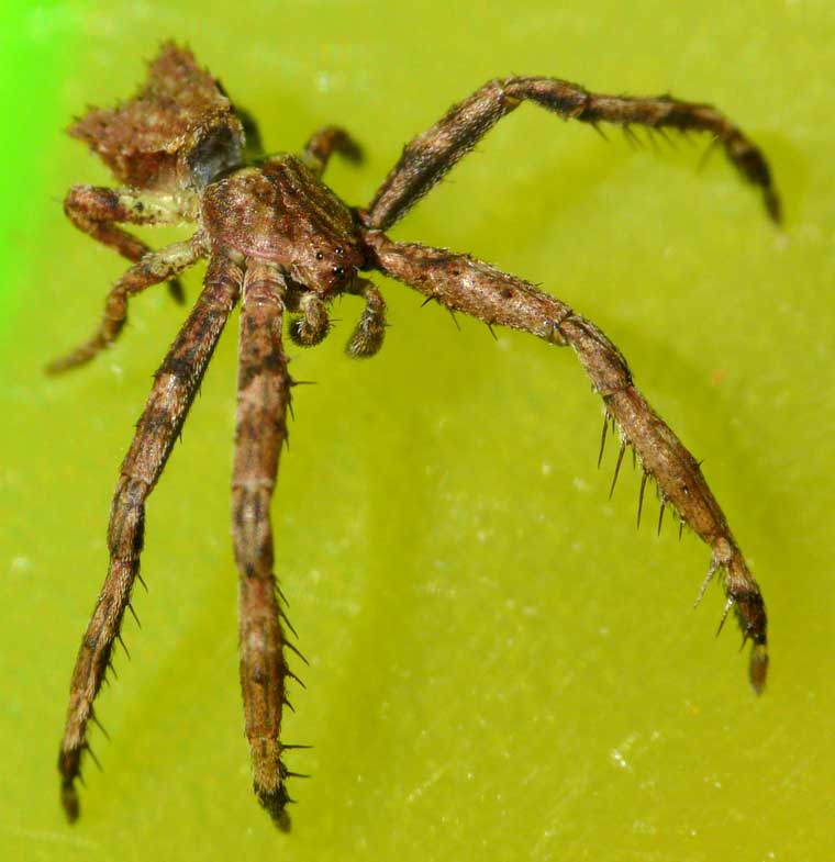 Sidymella sp