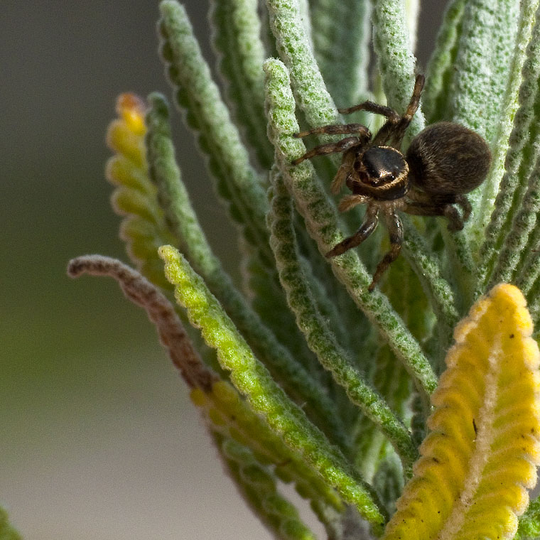 Hypoblemum albovittatum