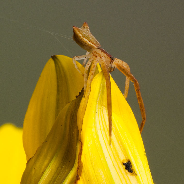 Sidymella longipes