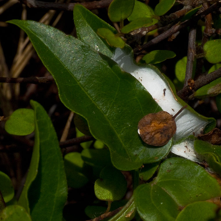 Hypoblemum albovittatum