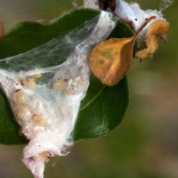 Hypoblemum albovittatum