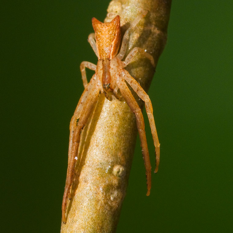 Sidymella longipes Female adult side view 080211 Papamoa Beach, New Zealand