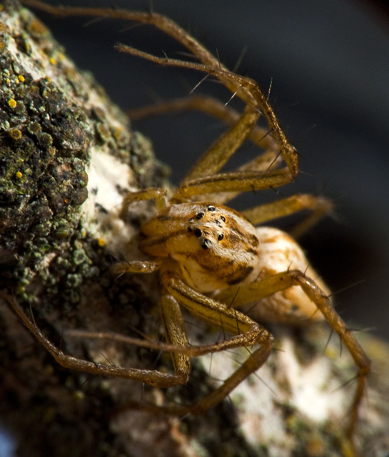 Oxyopes gracilipes