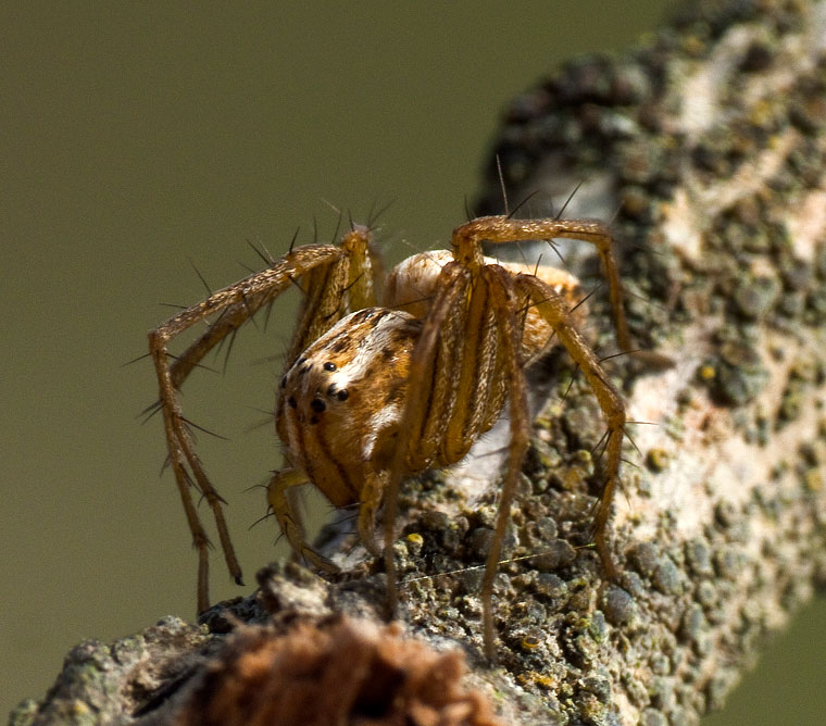 Oxyopes gracilipes