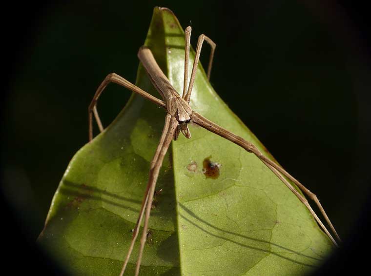 Deinopis subrufa