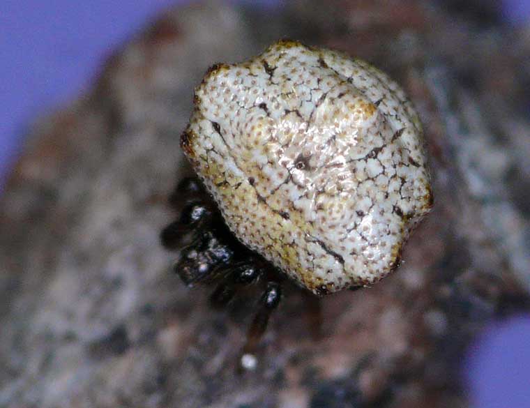 Phoroncidia sp