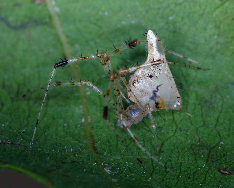 Chrysso pulcherrima