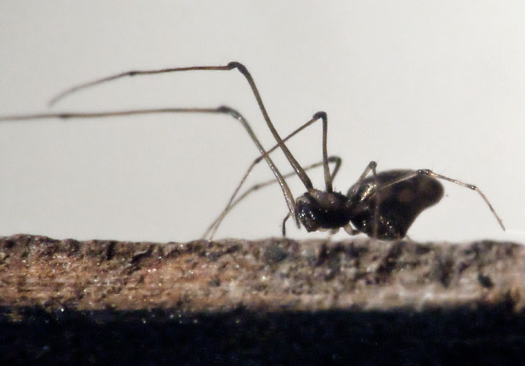 Cyatholipidae > Tekelloides australis 