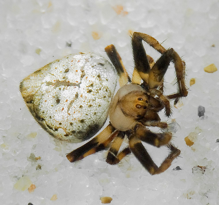 Araneus acuminata