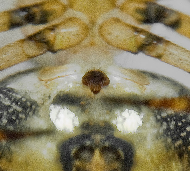 Araneus acuminata