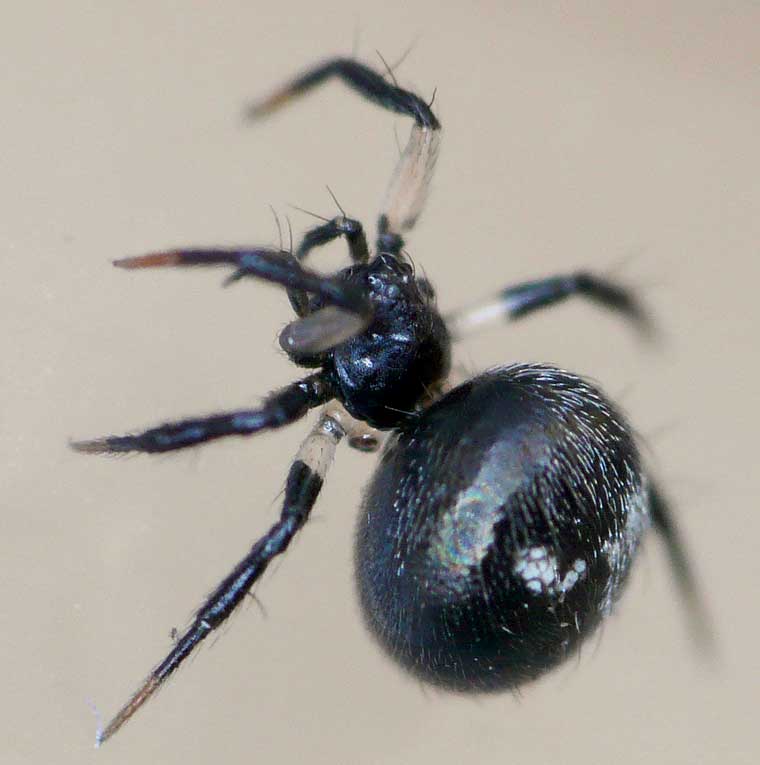 Araneus sp acuminatas/poltyoides group 