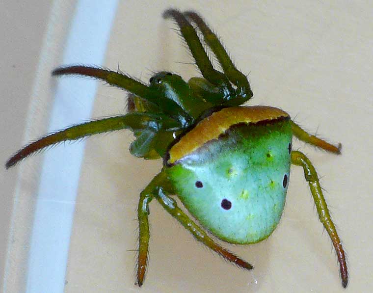 Araneus psittacinus