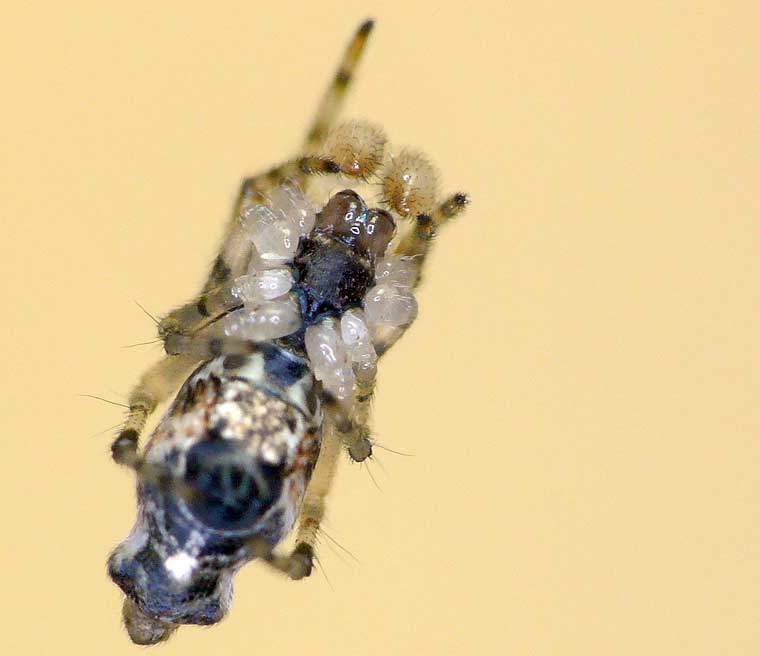 Cyclosa sp