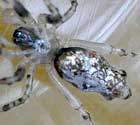 Cyclosa sp