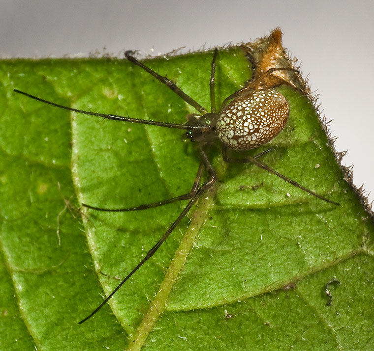 Female Stoney Creek 2-10-11