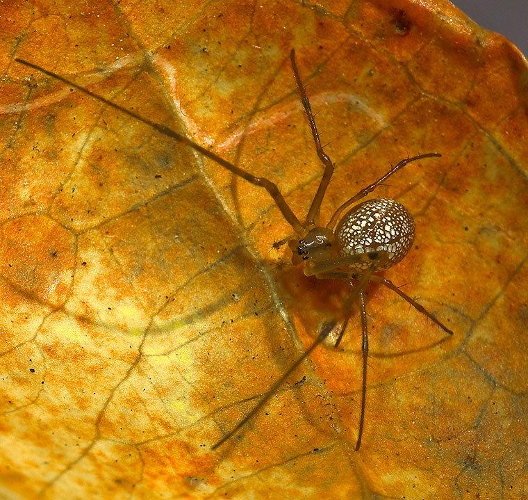 Female Stoney Creek 2-10-11