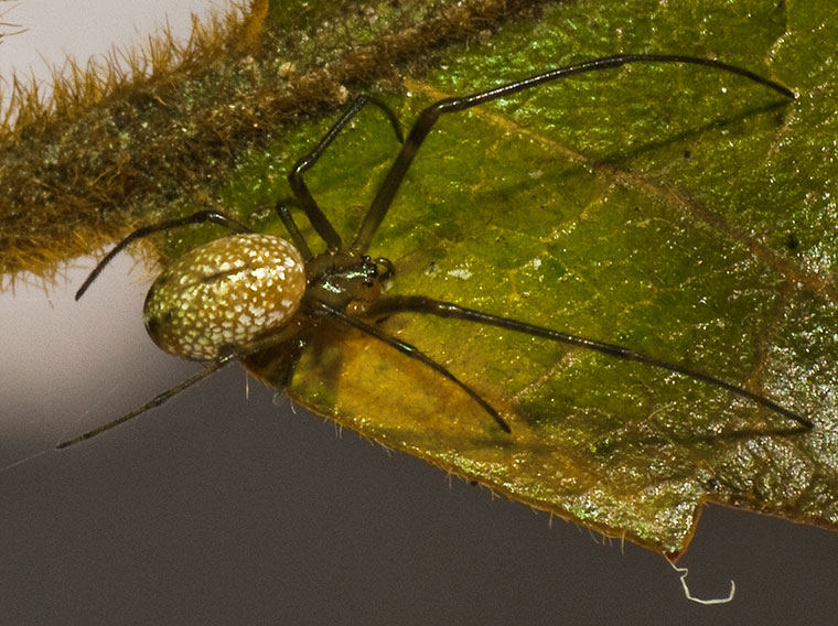 Female Stoney Creek 2-10-11