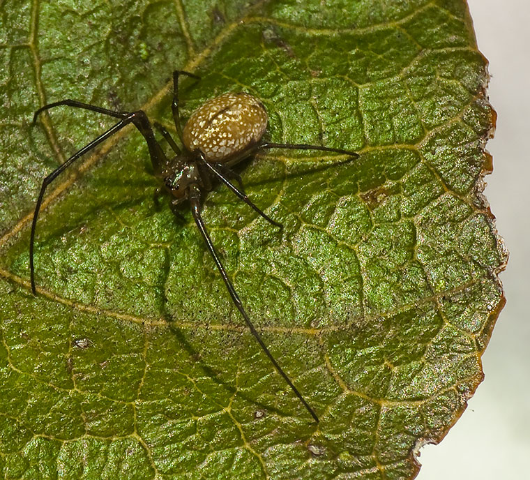 Female Stoney Creek 2-10-11