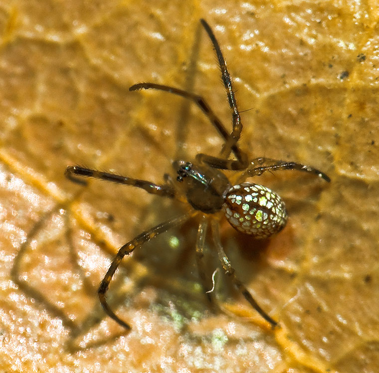 Female Stoney Creek 2-10-11