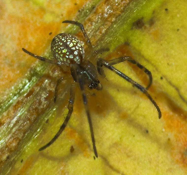 Female Stoney Creek 2-10-11