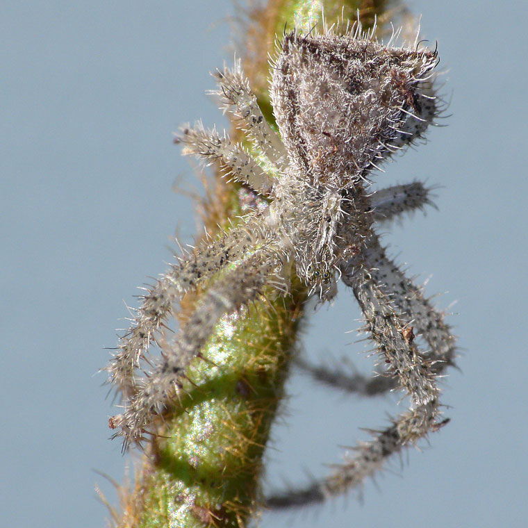 Sidymella hirsuta