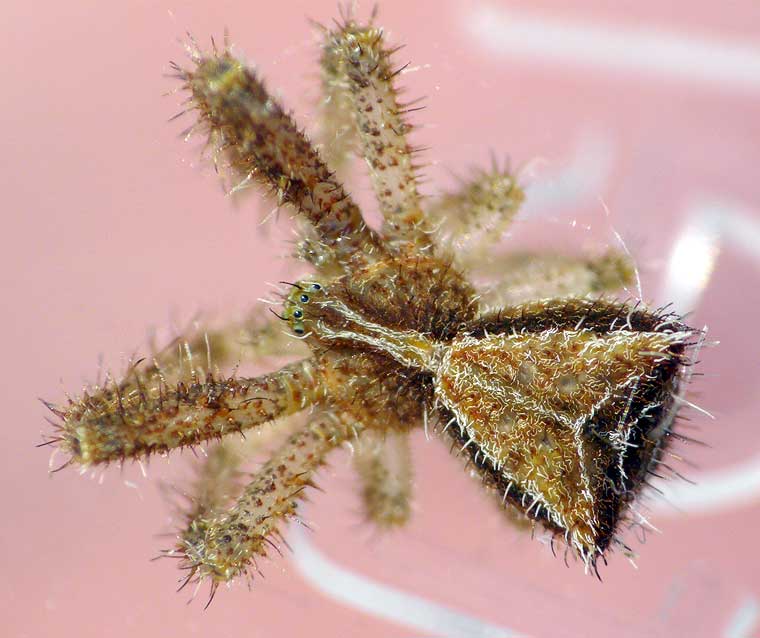 Sidymella sp