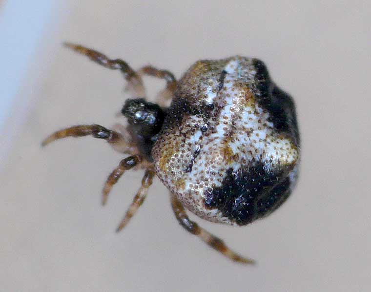 Phoroncidia sp