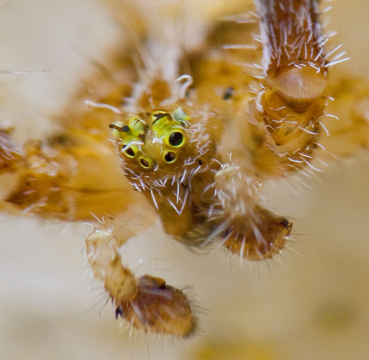 Sidymella hirsuta