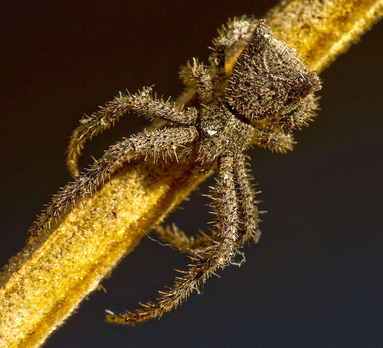 Sidymella hirsuta