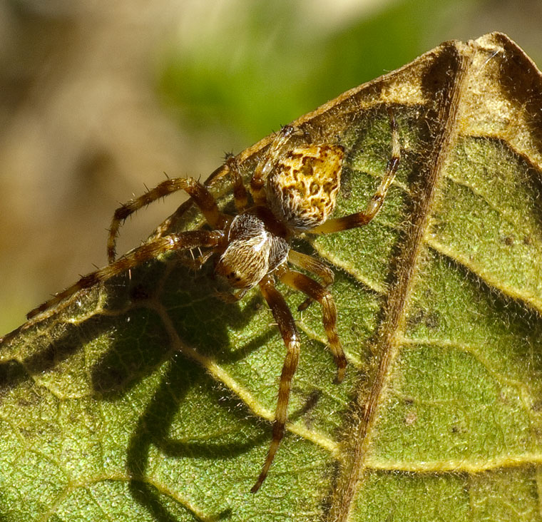 Araneus brisbanae