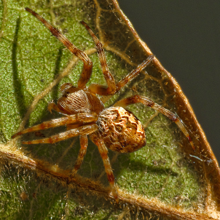 Araneus brisbanae