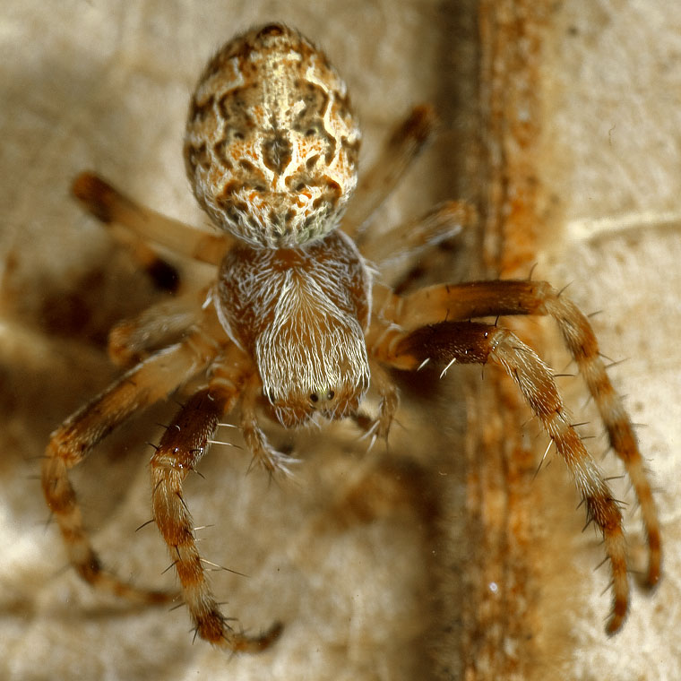 Araneus brisbanae