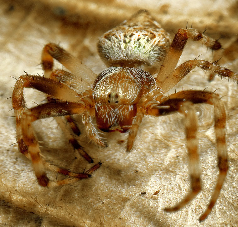 Araneus brisbanae