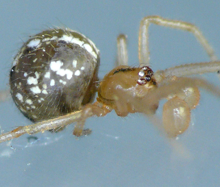 Theridiid spider