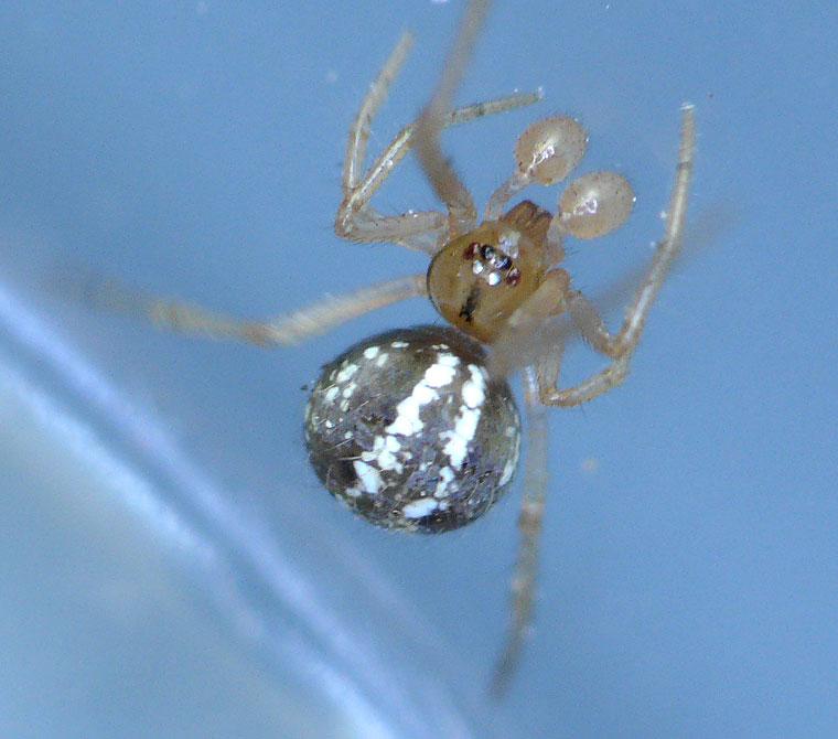 Theridiid spider