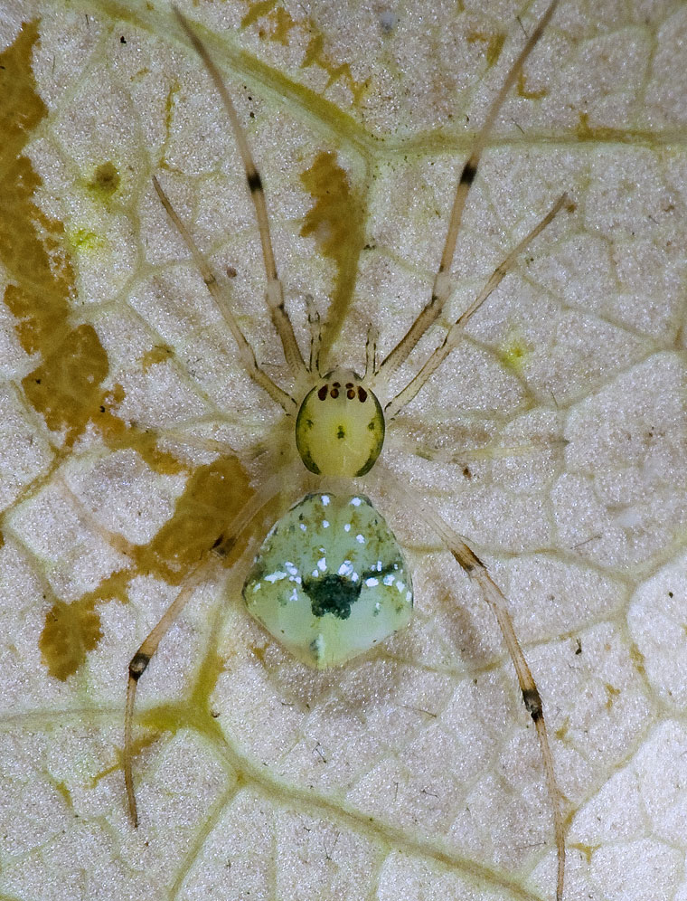 Moneta sp.