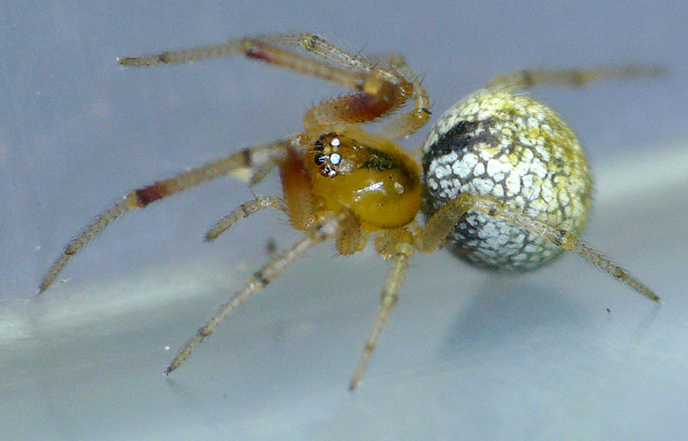 Theridiid spider Theridion theridioides?