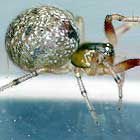 Theridiid spider Theridion theridioides?