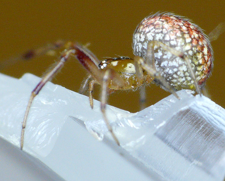 Theridiid spider Theridion theridioides?