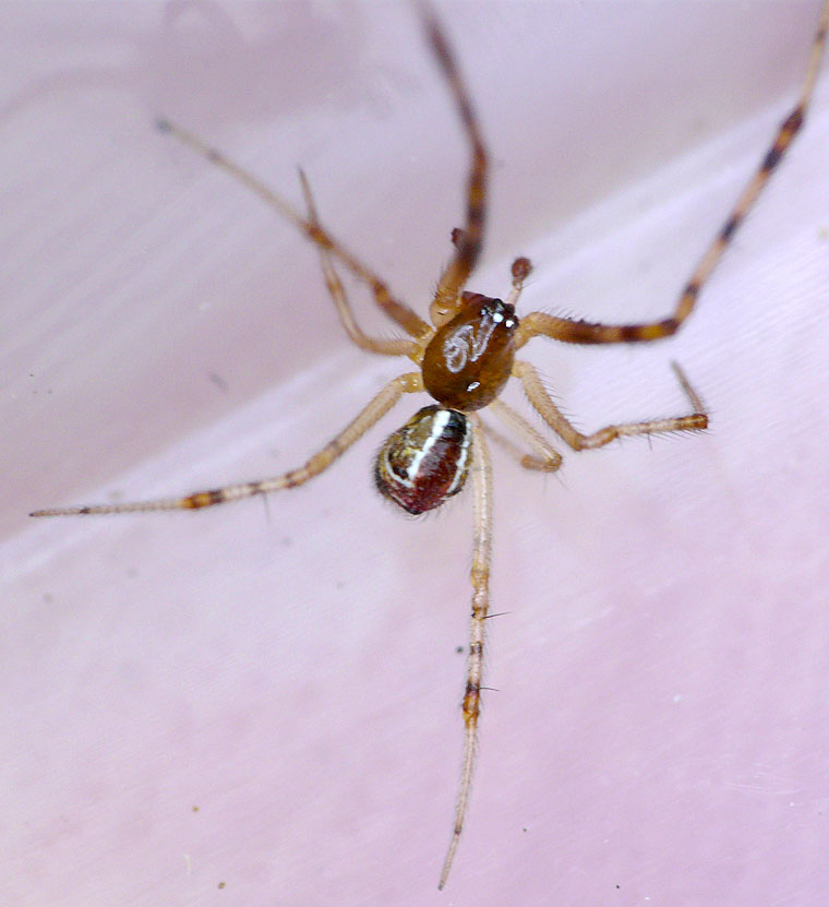 Theridion pyramidale male