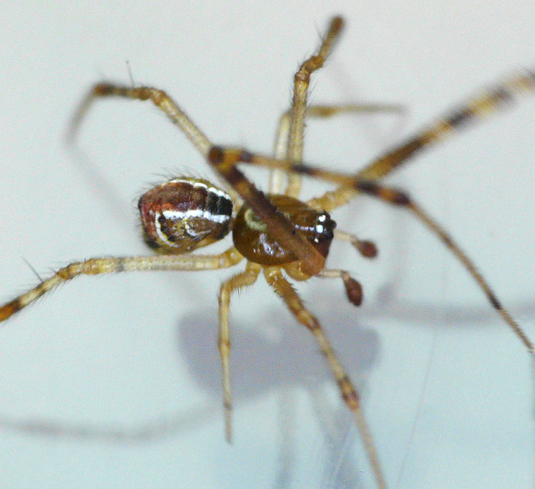 Theridion pyramidale male