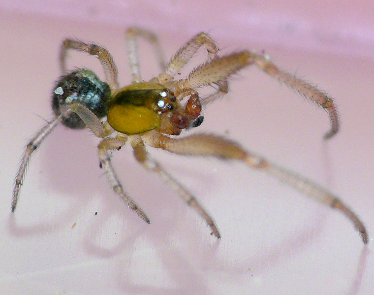 Theridiid spider Theridion theridioides?