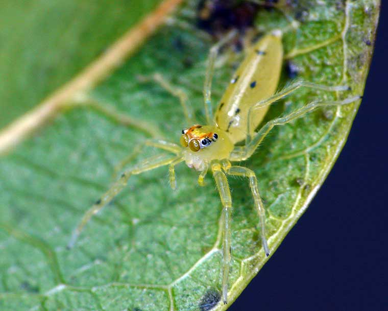 Salticidae > new genus