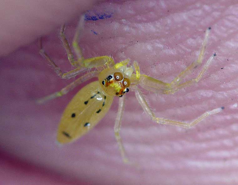 Salticidae > new genus